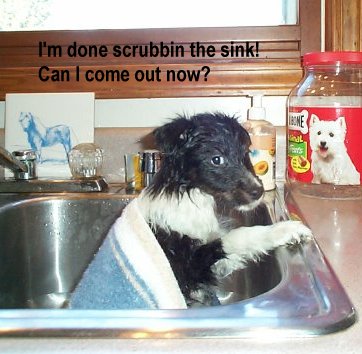 cleanin pup