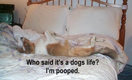 pooped