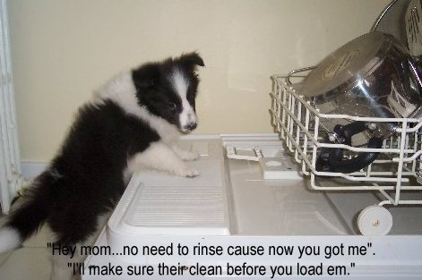 Oreo giving a helping paw...