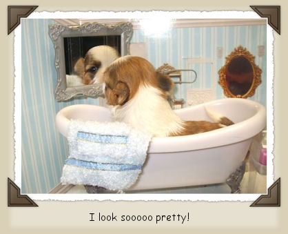 Nor~Lea Shelties & Shih Tzu's of New York