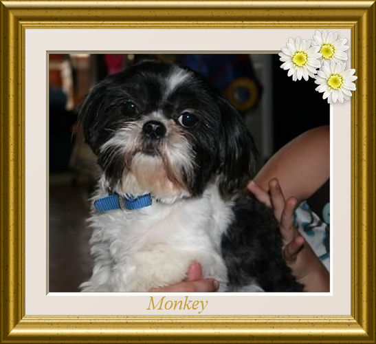 Monkey