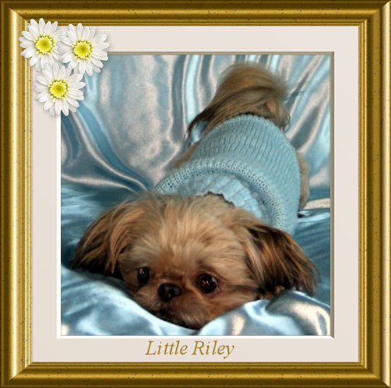 Little Riley