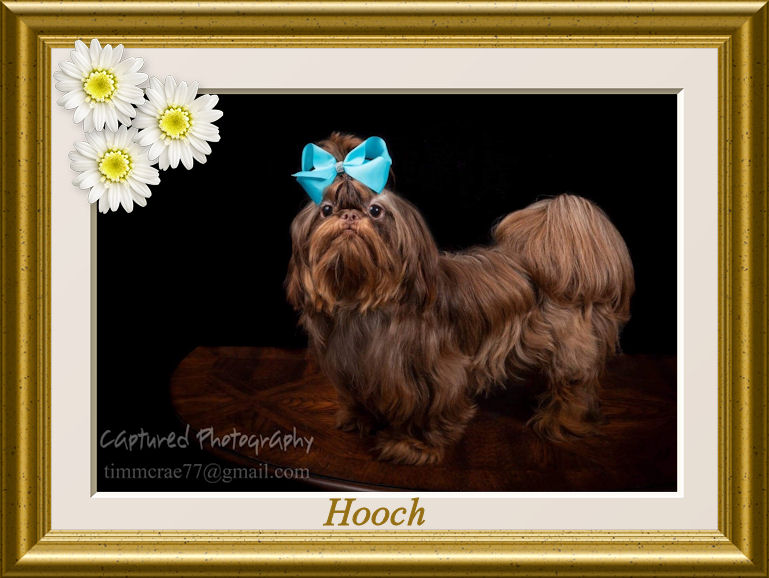 Hooch